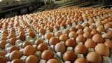 Fresh Chicken Eggs Brown_White   info_sc_email_com